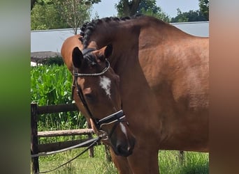 Westfaliano, Caballo castrado, 11 años, 176 cm, Castaño