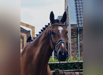 Westfaliano, Caballo castrado, 11 años, 176 cm, Castaño