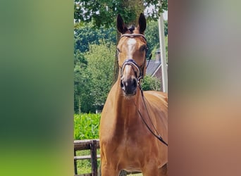 Westfaliano, Caballo castrado, 11 años, 176 cm, Castaño