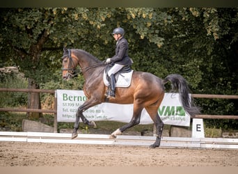 Westfaliano, Caballo castrado, 11 años, 185 cm, Castaño oscuro