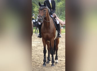 Westfaliano, Caballo castrado, 12 años, 164 cm, Castaño