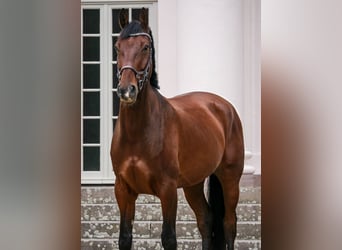 Westfaliano, Caballo castrado, 12 años, 167 cm, Castaño