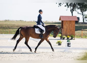 Westfaliano, Caballo castrado, 12 años, 167 cm, Castaño