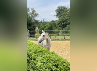 Westfaliano, Caballo castrado, 12 años, 168 cm, Tordo