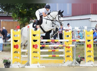 Westfaliano, Caballo castrado, 12 años, 168 cm, Tordo