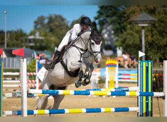 Westfaliano, Caballo castrado, 12 años, 168 cm, Tordo