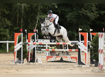 Westfaliano, Caballo castrado, 12 años, 168 cm, Tordo