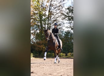 Westfaliano, Caballo castrado, 12 años, 170 cm, Castaño