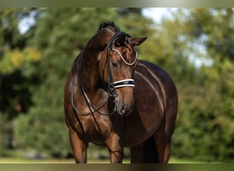 Westfaliano, Caballo castrado, 12 años, 170 cm, Castaño