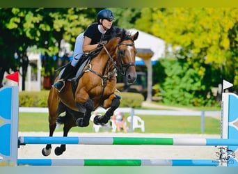 Westfaliano, Caballo castrado, 12 años, 170 cm, Castaño