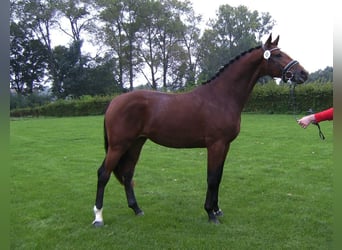 Westfaliano, Caballo castrado, 12 años, 170 cm, Castaño