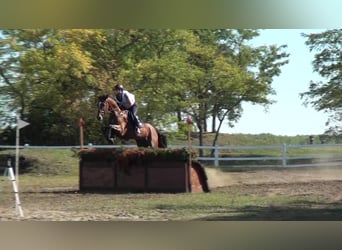 Westfaliano, Caballo castrado, 12 años, 170 cm, Castaño