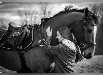 Westfaliano, Caballo castrado, 12 años, 170 cm, Castaño