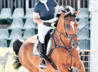 Westfaliano, Caballo castrado, 12 años, 170 cm, Castaño