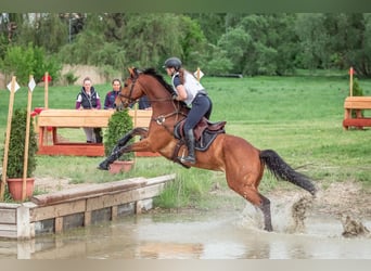 Westfaliano, Caballo castrado, 12 años, 170 cm, Castaño
