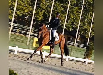Westfaliano, Caballo castrado, 12 años, 170 cm, Castaño