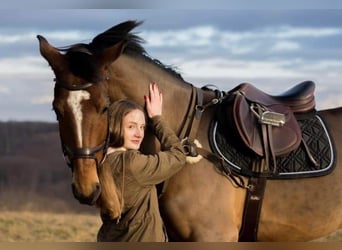 Westfaliano, Caballo castrado, 12 años, 170 cm, Castaño