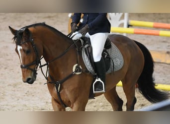 Westfaliano, Caballo castrado, 12 años, 170 cm, Castaño