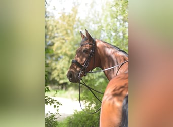 Westfaliano, Caballo castrado, 12 años, 170 cm, Castaño claro