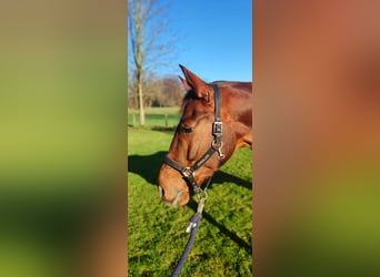 Westfaliano, Caballo castrado, 12 años, 172 cm, Alazán-tostado