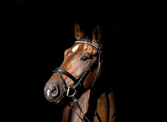 Westfaliano, Caballo castrado, 12 años, 174 cm, Castaño oscuro