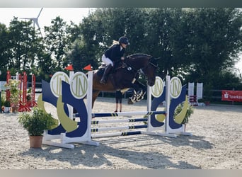 Westfaliano, Caballo castrado, 12 años, 175 cm, Castaño oscuro