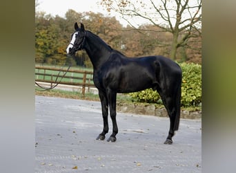 Westfaliano, Caballo castrado, 12 años, 176 cm, Negro