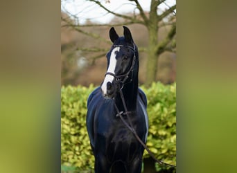 Westfaliano, Caballo castrado, 12 años, 176 cm, Negro