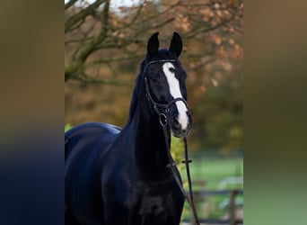 Westfaliano, Caballo castrado, 12 años, 176 cm, Negro