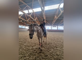 Westfaliano, Caballo castrado, 12 años, 177 cm, Grullo
