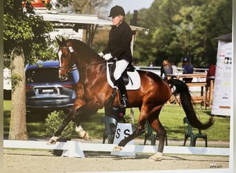 Westfaliano, Caballo castrado, 12 años, 178 cm, Castaño oscuro