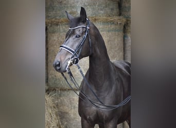 Westfaliano, Caballo castrado, 13 años, 163 cm, Morcillo