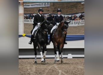 Westfaliano, Caballo castrado, 13 años, 163 cm, Morcillo