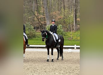 Westfaliano, Caballo castrado, 13 años, 163 cm, Morcillo