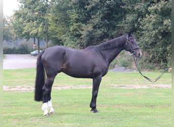 Westfaliano, Caballo castrado, 13 años, 165 cm, Castaño oscuro