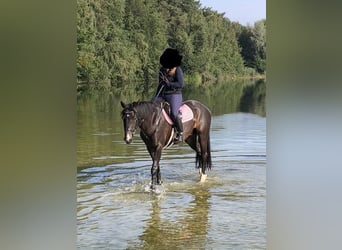 Westfaliano, Caballo castrado, 13 años, 165 cm, Castaño oscuro