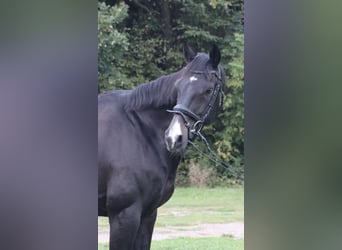 Westfaliano, Caballo castrado, 13 años, 165 cm, Castaño oscuro