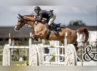 Westfaliano, Caballo castrado, 13 años, 168 cm, Castaño