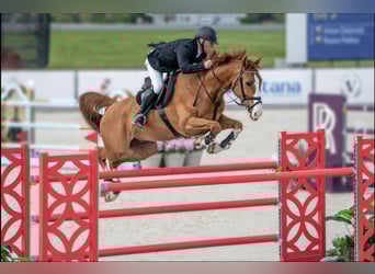 Westfaliano, Caballo castrado, 13 años, 168 cm, Castaño