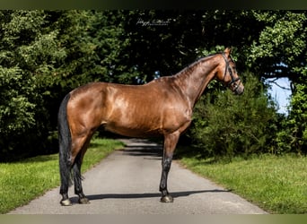 Westfaliano, Caballo castrado, 13 años, 168 cm, Castaño rojizo