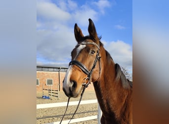 Westfaliano, Caballo castrado, 13 años, 170 cm, Castaño