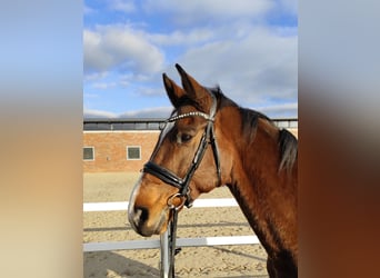 Westfaliano, Caballo castrado, 13 años, 170 cm, Castaño