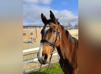 Westfaliano, Caballo castrado, 13 años, 170 cm, Castaño