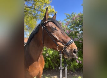 Westfaliano, Caballo castrado, 13 años, 172 cm, Castaño