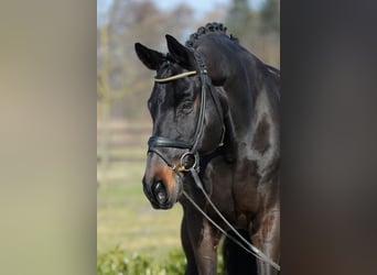 Westfaliano, Caballo castrado, 13 años, 175 cm, Castaño oscuro