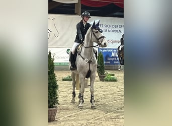 Westfaliano, Caballo castrado, 13 años, 175 cm, Tordo picazo