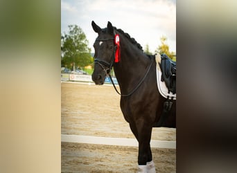 Westfaliano, Caballo castrado, 13 años, 178 cm, Negro