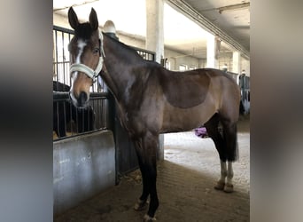 Westfaliano, Caballo castrado, 13 años, 180 cm, Castaño