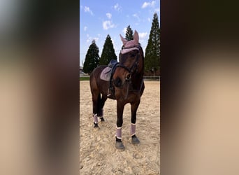 Westfaliano, Caballo castrado, 13 años, 181 cm, Castaño oscuro