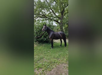 Westfaliano, Caballo castrado, 13 años, Castaño